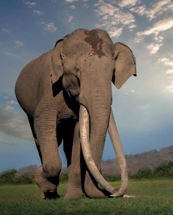 عکس فیل