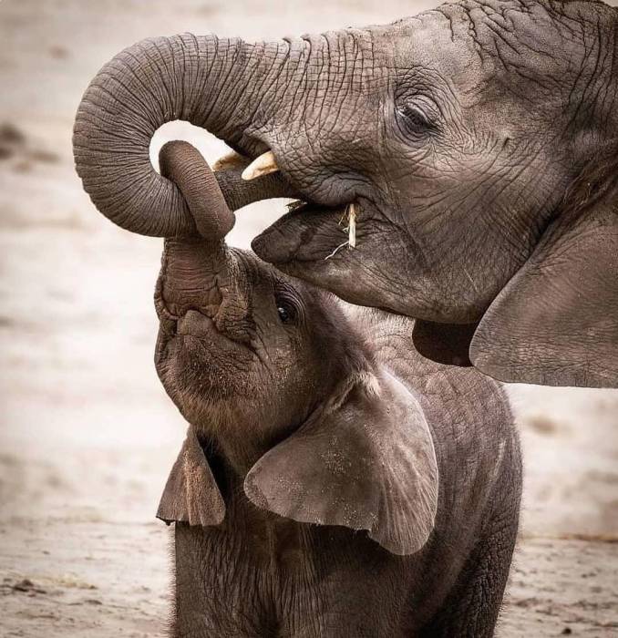 عکس فیل